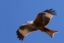 Troben una milana morta a Sant Joan que podria haver estat enverinada