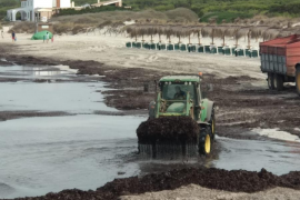 El GOB assenyala que l'informe sobre la retirada de posidònia a Campos és «un vestit fet a mida»