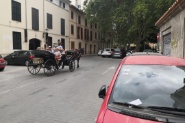 Denuncien que conductors de les galeres de Palma usen fuets il·legals