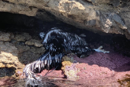 Recullen dos exemplars de voltor negre morts a la costa del nord de Mallorca