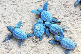 Neixen cinc tortugues marines dels ous que es varen pondre durant l'estiu a Eivissa