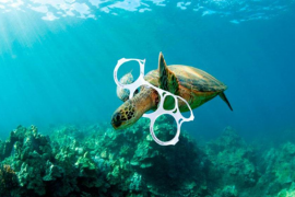 En només un mes s'han trobat dues tortugues marines afectades per plàstics a Menorca