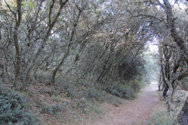 El Constitucional rebutja el recurs del PP i avala la Llei de Camins