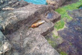 Troben un explosiu de la Guerra Civil a la vorera de la mar a Palma