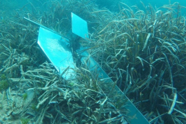 El fondeig incontrolat és la principal causa de la degradació de la posidònia a Talamanca, segons un estudi