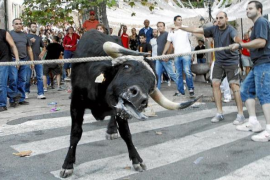 Mallorca Sense Sang adverteix que 120 regidors del PSIB han votat en contra del correbou de Fornalutx.
