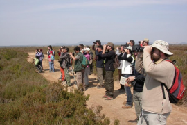 Prop de 25.000 ocells aquàtics de 68 espècies passen l'hivern a les Balears