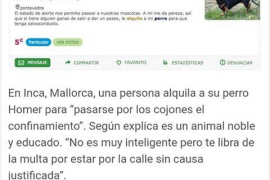 Amengual: «És vergonyós que persones lloguin els seus cans perquè altres puguin sortir de casa i saltar-se el confinament»