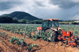 Unió de Pagesos llança un missatge de «tranquil·litat» i anima a comprar producte local