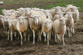 Agricultura posa en marxa les ajudes als productors de xot, porcella i cabrit
