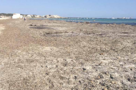 Govern i ajuntaments es coordinen per retirar la posidònia de les platges