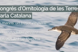 Menorca acollirà enguany el Congrés d’Ornitologia de les Terres de Parla Catalana