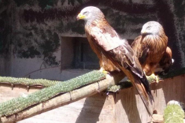 Troben una milana amb un tret de perdigó a una ala