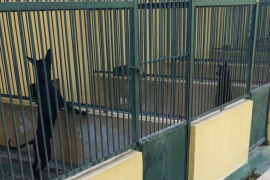 Animalistes s'ofereixen com a voluntaris per passejar els cans tancats a Son Reus