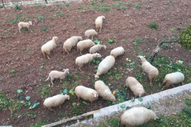 Els mens criats a les finques de l'Ibanat s'adhereixen a la marca 'Mè ecològic de Mallorca'