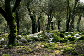 El GOB demana a Medi Ambient que abandoni les fumigacions contra la cuca d'alzina