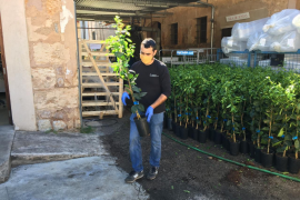 Renovació de 800 tarongers ‘canoneta’