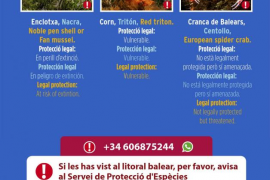 Medi Ambient demana col·laboració ciutadana per a detectar invertebrats marins en perill