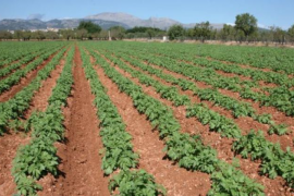MÉS per sa Pobla celebra el decret de protecció del territori i apunta que fa valdre la patata
