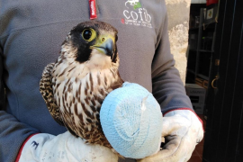 El GOB Menorca denuncia el cas d'un falcó que ha estat tirotejat en dues ocasions