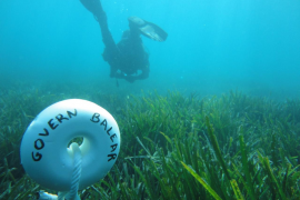 Les praderies de posidònia de les Balears es troben en bon estat, encara que no òptim, segons la Xarxa de Monitoratge de la Posidònia