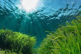 Els abocaments de les dessaladores perjudiquen les prades de posidònia, segons la UIB