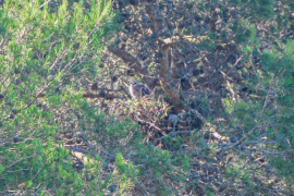 L'aligot nidifica per primera vegada al Parc Natural de Mondragó.