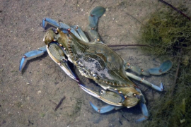 26 5 2017 Cubelles Invasion de cangrejo azul junto a la desenbocadura del rio Foix Foto Pablo Ruiz