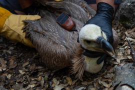 Aquesta acció està emmarcada dins el Pla Terrasse de Conservació de rapinyaires diürns.