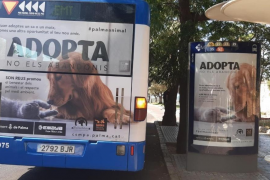 Cort presenta 'Adopta, no els abandonis' per fomentar les adopcions d'animals