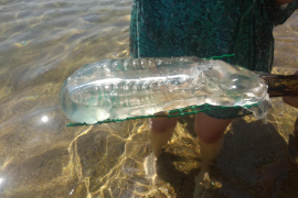 Detecten la presència de salpes a Mallorca i Menorca, un animal marí «inofensiu»