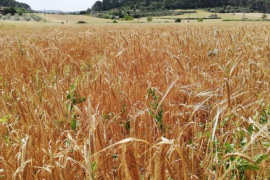 Proposen la creació d'un etiquetatge de petjada de carboni en els productes agrícoles