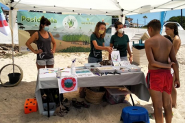 El GOB torna a posar en marxa la campanya sobre la sensibilització de la posidònia