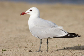 El GOB finalitza la campanya de vigilància de la gavina vermella a l'illot de Na Guardis