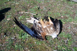 Bunyola és un dels municipis amb més casos d'enverinament d'animals