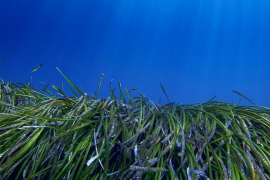 Neix l'associació Arrels Marines