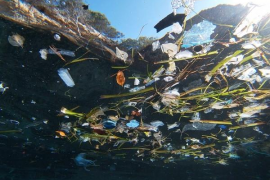 El GOB demana a Medi Ambient que activi immediatament la neteja del litoral