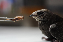 El COFIB ha atès 694 exemplars de falzies durant la campanya d'estiu d'enguany.