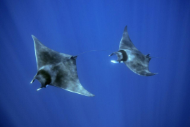 Save The Med llança un projecte a favor de la conservació de les ratjades a les aigües de les Balears