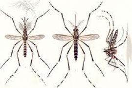 Cooperació universitària per frenar el mosquit transmissor del zika i el dengue