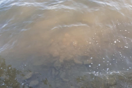 El GOB alerta sobre els abocaments de fecals a la Badia de Pollença