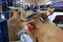 Ãnforas encontradas en el pecio de Ses Fontanelles