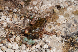 El recompte anual de ferreret ha finalitzat amb un total de 30.787 larves.