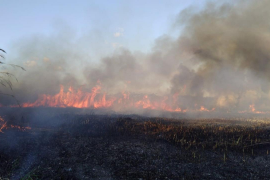 Sucesos.- Declarado un incendio en la Albufera de AlcÃºdia