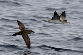 En primer pla, virot petit (Puffinus mauretanicus) i al fons virot gros (Calonectris diomedea).