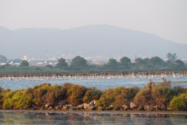 El nombre de flamencs al Parc Natural de ses Salines és el més alt des que hi ha registres