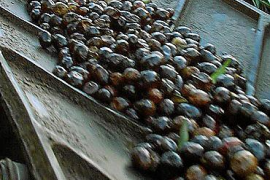 Menys producció d’oliva negra.