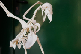 Presenten el primer esquelet muntat d’àguila coabarrada