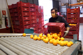 Les primeres taronges d’enguany arriben a la Cooperativa de Sóller