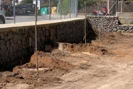 L'Ajuntament sembra sis moreres bordes a l'Infante Lois